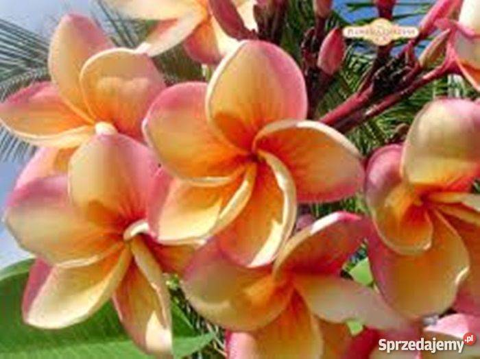 Plumeria Hawajski kwiat Lei sadzonki świętokrzyskie Sandomierz