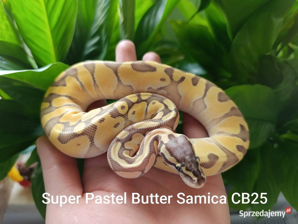 Wąż królewski samica Góra Kalwaria sprzedam