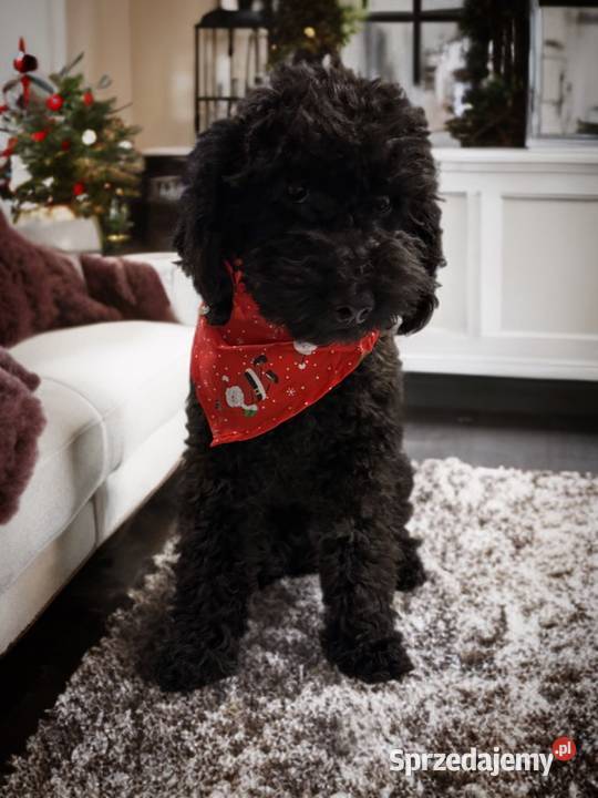 BENEK Pudel Miniaturowy Psy Limanowa