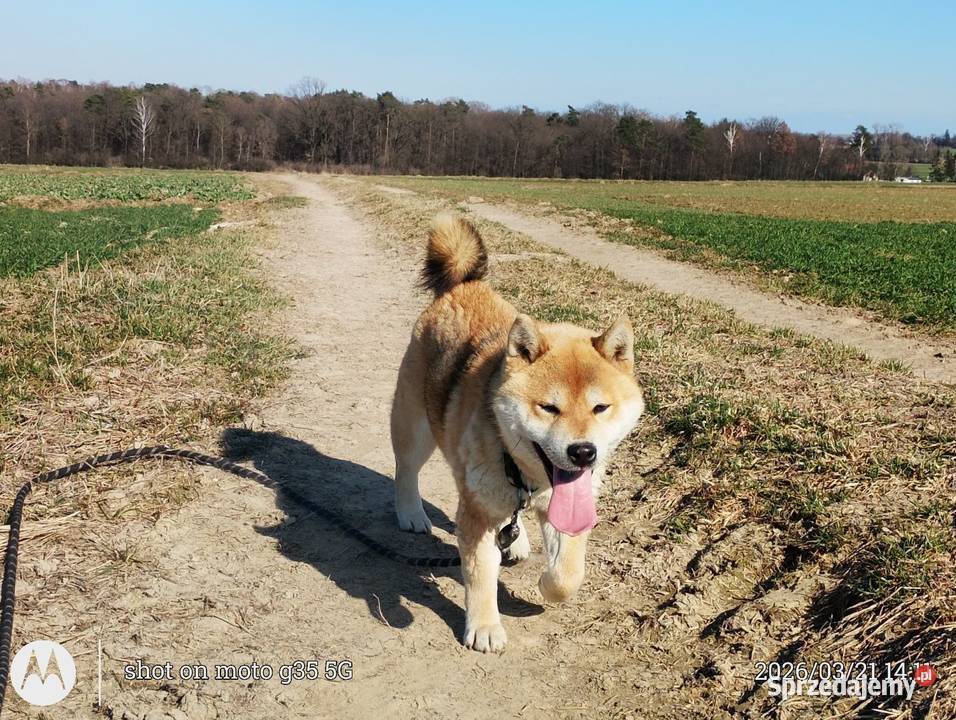 Roczny czerwony samczyk Shiba Inu