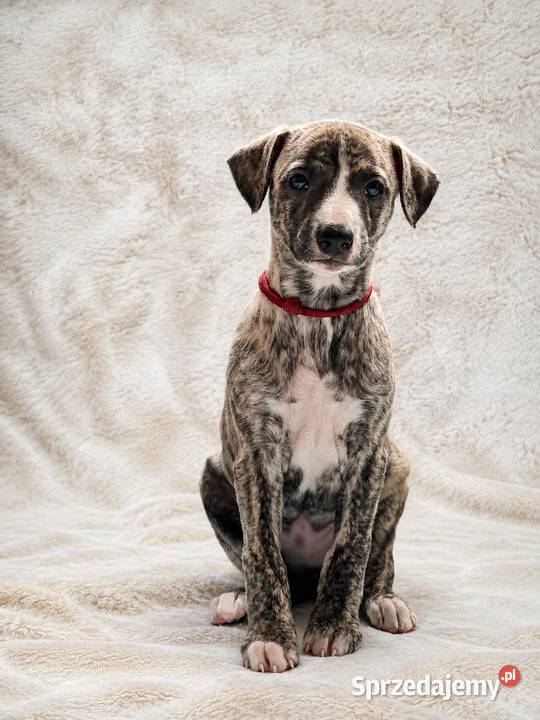 Whippet ZKwP FCI szczenięta z domowej hodowli Tczew