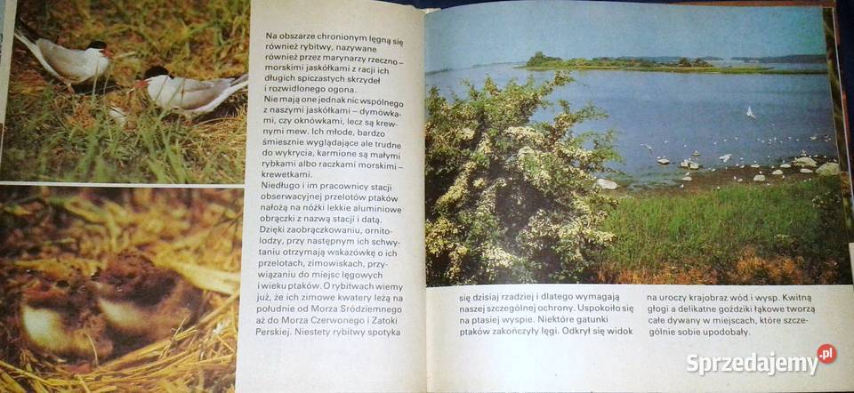 Ptaki nadmorskie morze i przymorze Claus Chełm sprzedam