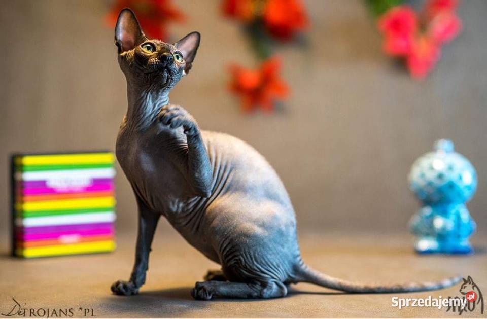 Czarny Kocurek i kotka Płatna Adopcja Przepiękne mazowieckie Warszawa