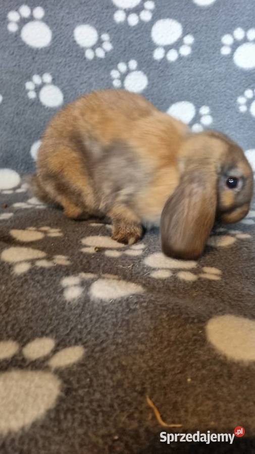 Królik Mini Lop Katowice