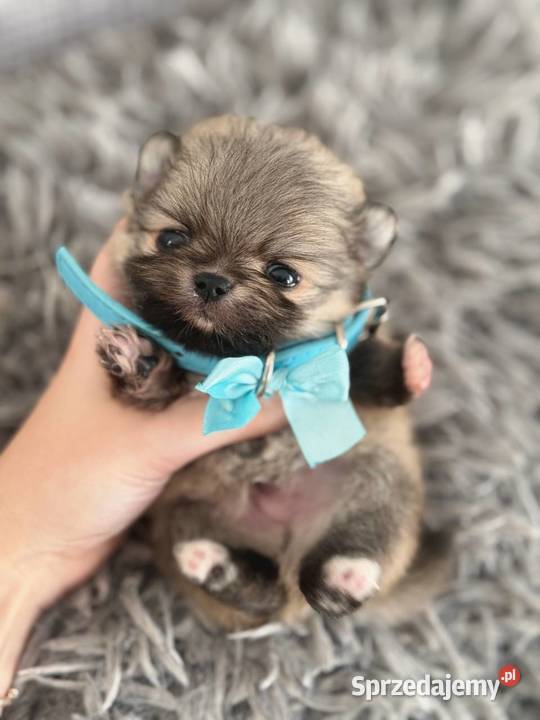 Szczeniaki rasy Szpic miniaturowy Szpic miniaturowy śląskie Katowice