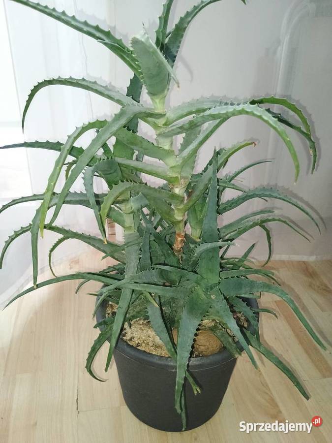 Aloes drzewiasty lubelskie Lubartów sprzedam