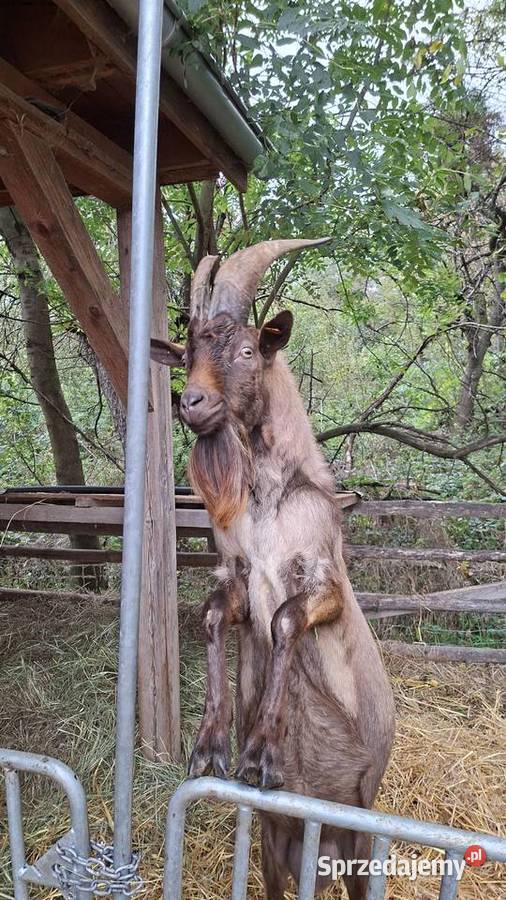 Kozioł Cap Alpejski