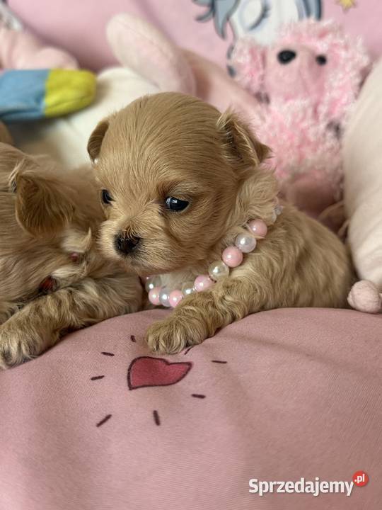Maltipoo szczenięta Polanka Wielka