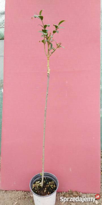 Trzmielina Oskrzydlona na pniuszczepiona Rośliny wielkopolskie Kłodawa sprzedam