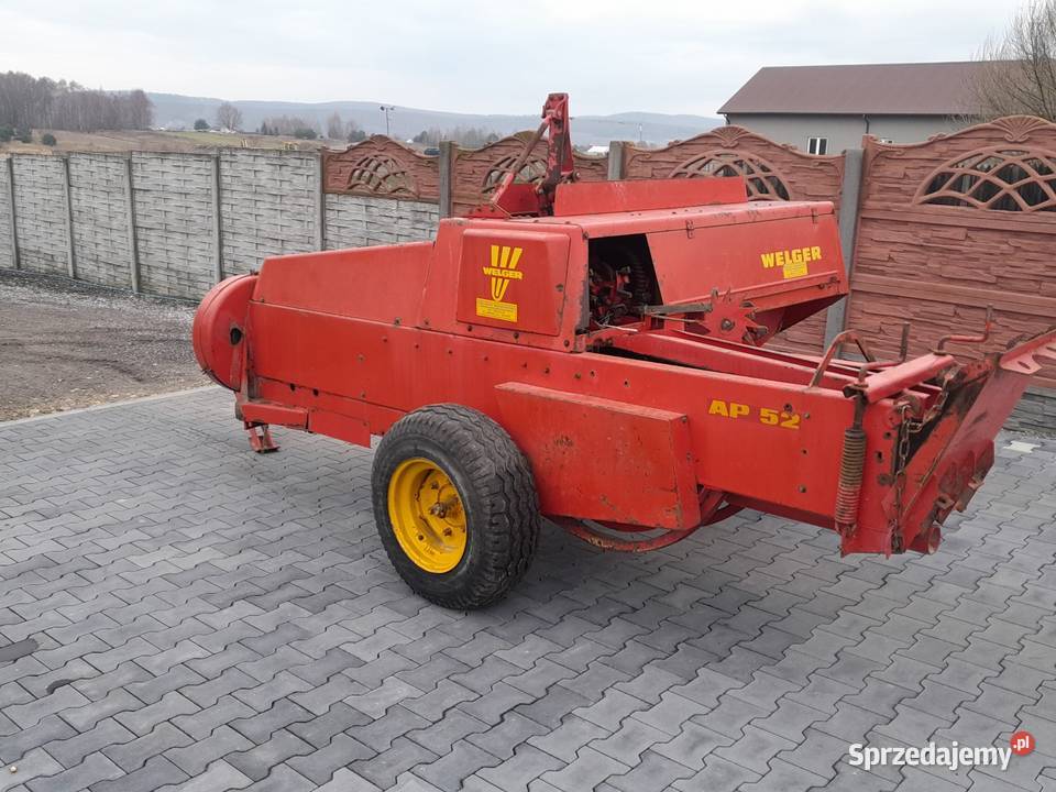 Sprzedam prase welger ap 52 sprowadzona świętokrzyskie Lechów