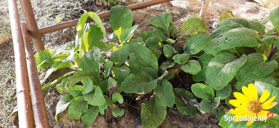 Naparstnica purpurowa Digitalis purpurea L Siekierki Małe