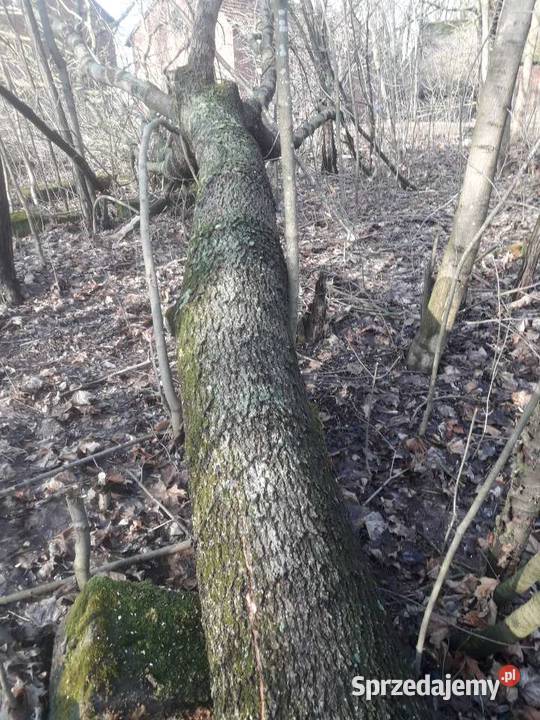 Kłody jesionow zacięte suche świętokrzyskie Wiślica
