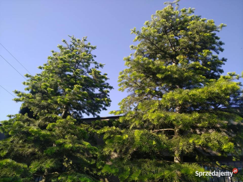 Jodła kalifornijska 5m w donicy drewnianej Skierniewice