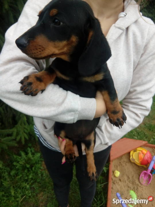 Jamnik krótkowłosy Czarno Podpalany Z Rodowodem + CZIP OsinyMokra Niwa