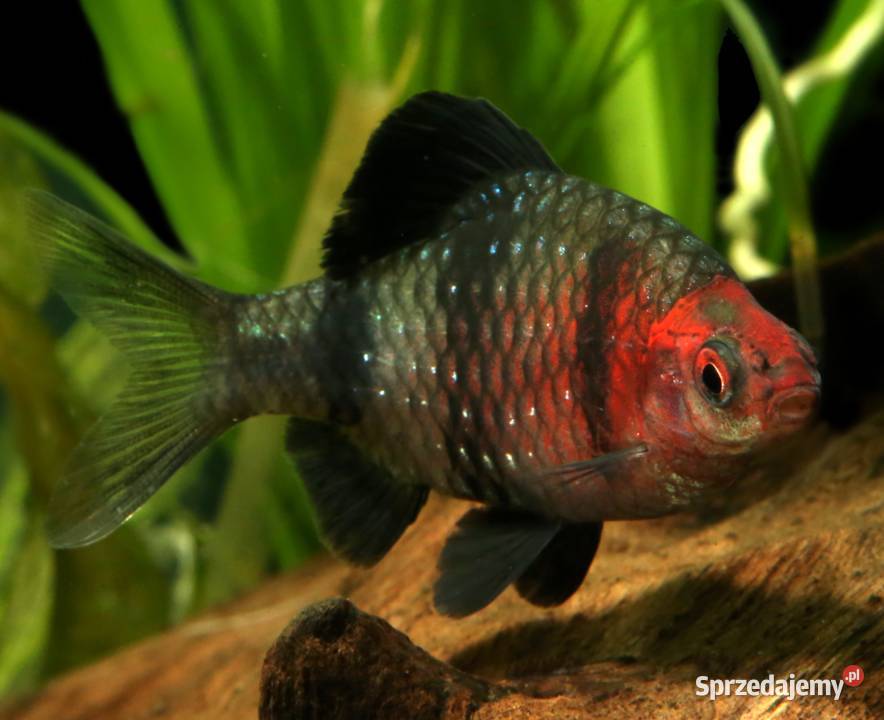 Brzanka purpurowa Pethia nigrofasciata Barbus Gdańsk