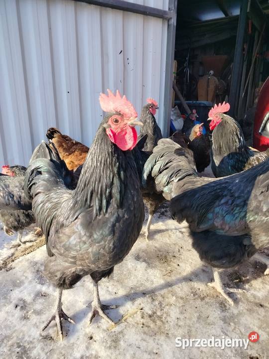 Australorp świętokrzyskie