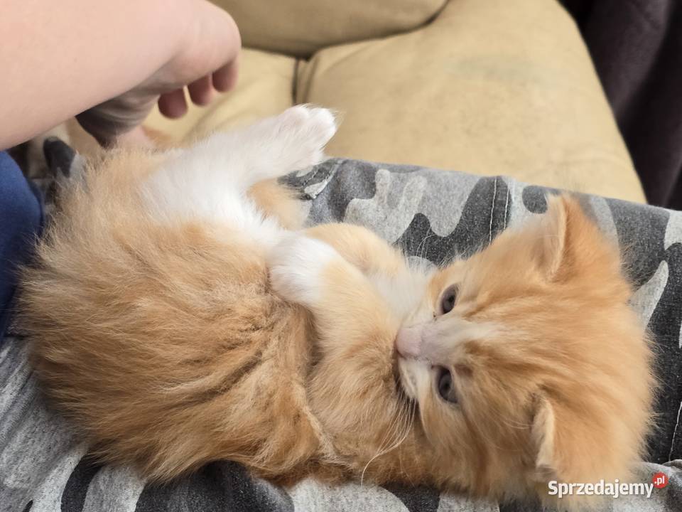 Ragdoll niespotykane kocięta w kolorze mink lubuskie Zielona Góra