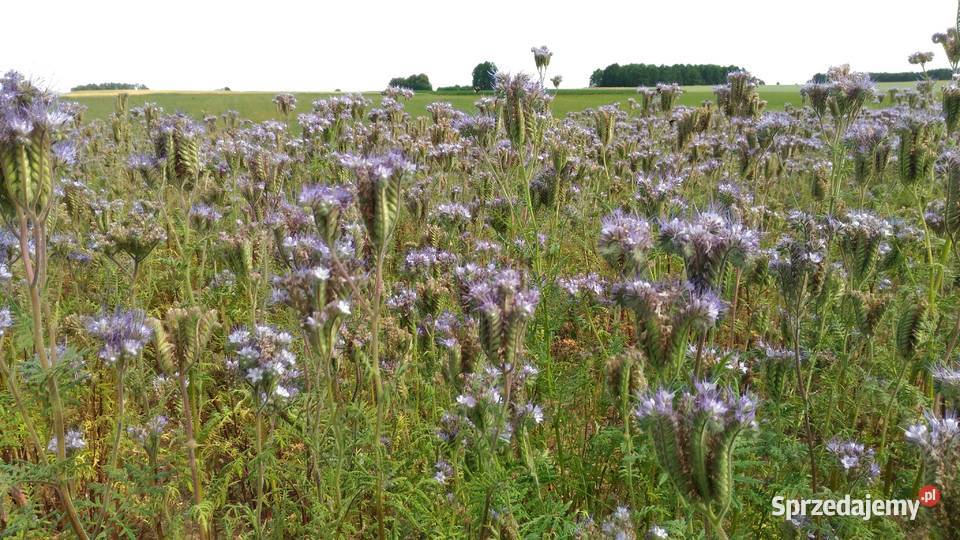 Facelia błękitna miododajna Białystok