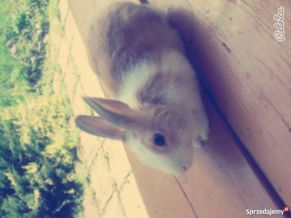 Krolik miniaturka Nowy Sącz
