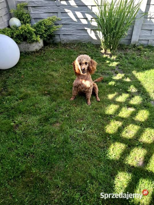 Cockapoo F1 Spaniel Pudel Radom