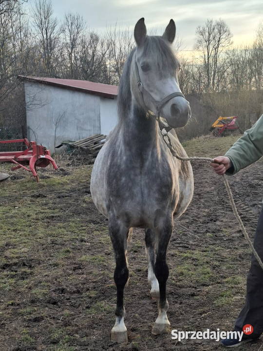 Klacz Czystej Krwi Arabskiej Konie Piórków