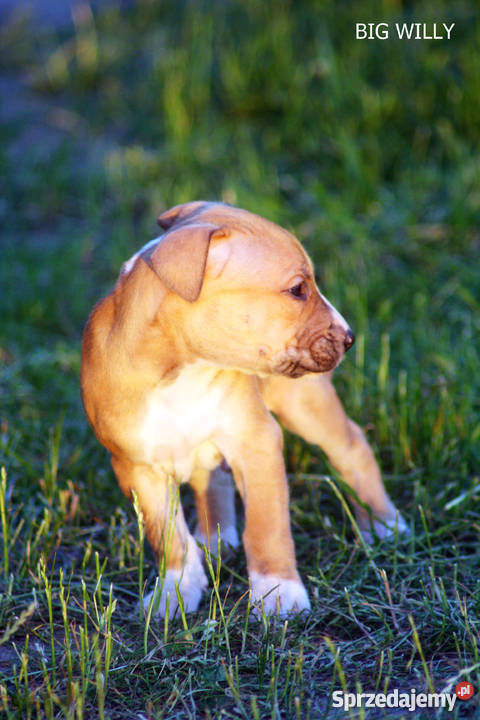 szczeniaki American Pit Bull Terrier rodowód