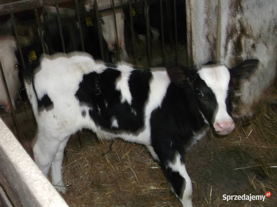 cielak byczek hf mazowieckie Parysów
