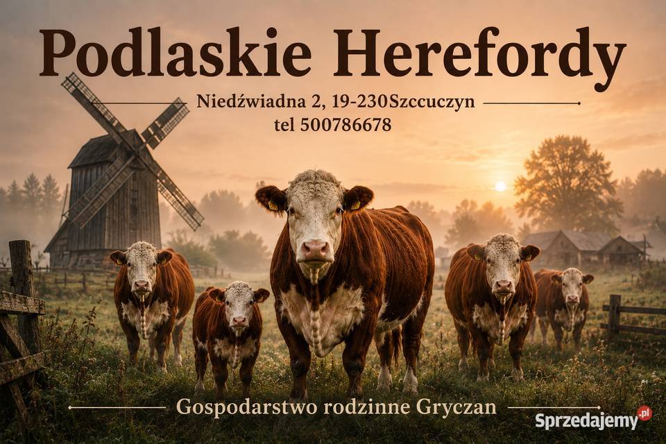 Byczki odsadki 100 Hereford