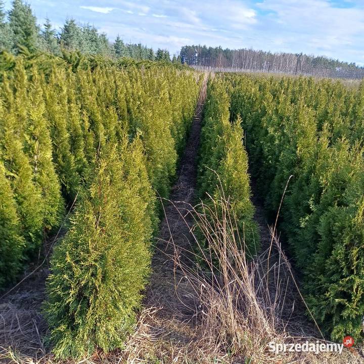 Tuja Szmaragd Thuja occidentalis Smaragd 120130 Ogród