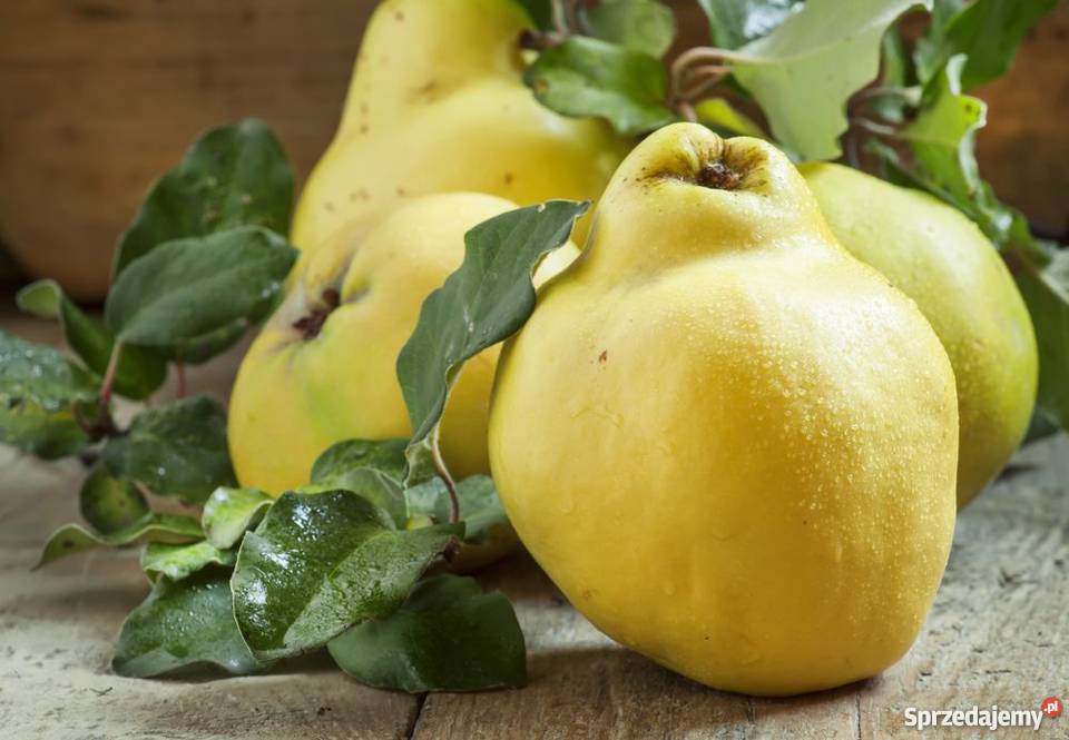 Pigwa jadalna forma gruszkowata Cydonia oblonga Kłodawa