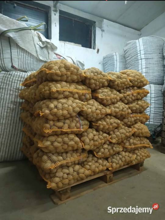 Soraya Ziemniaki wielkości sadzeniaka TRANSPORT Róża sprzedam