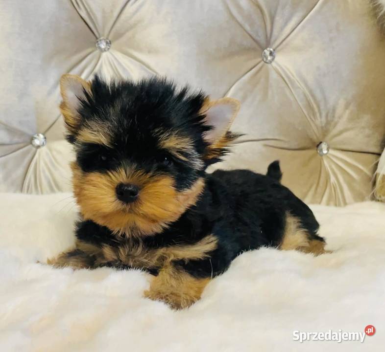 York Piękny Rey Cudeńko wymagających