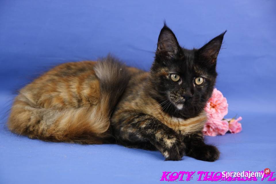 Przepiękna Szylkretka Maine Coon Och Valentyna Poznań sprzedam
