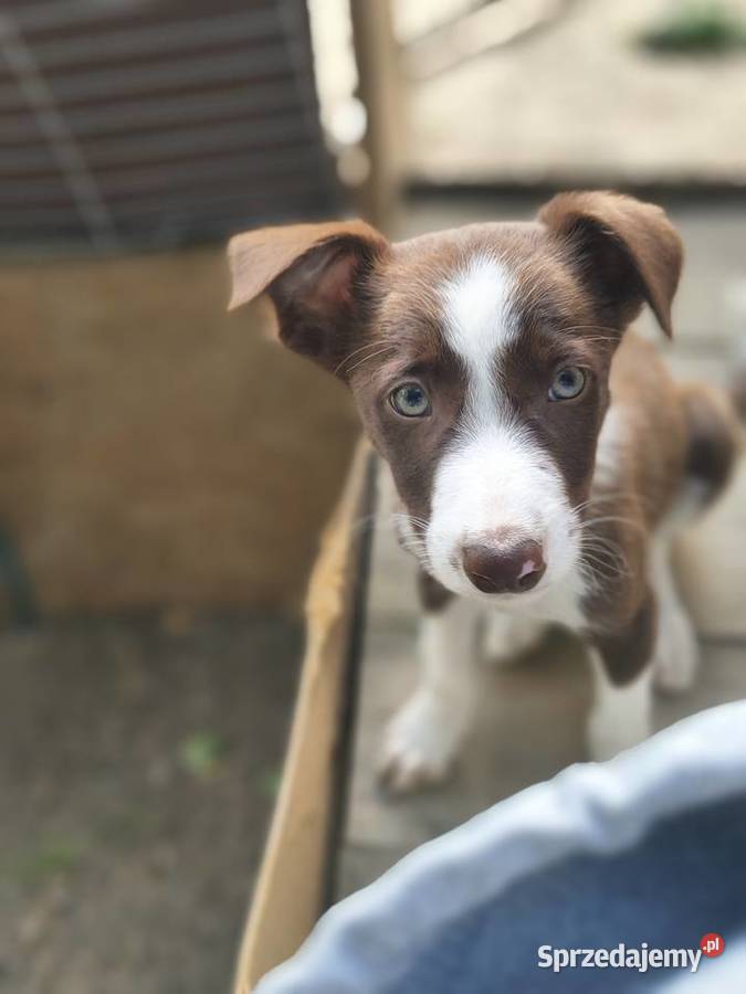Border collie linia pracująca pomorskie Mierzeszyn