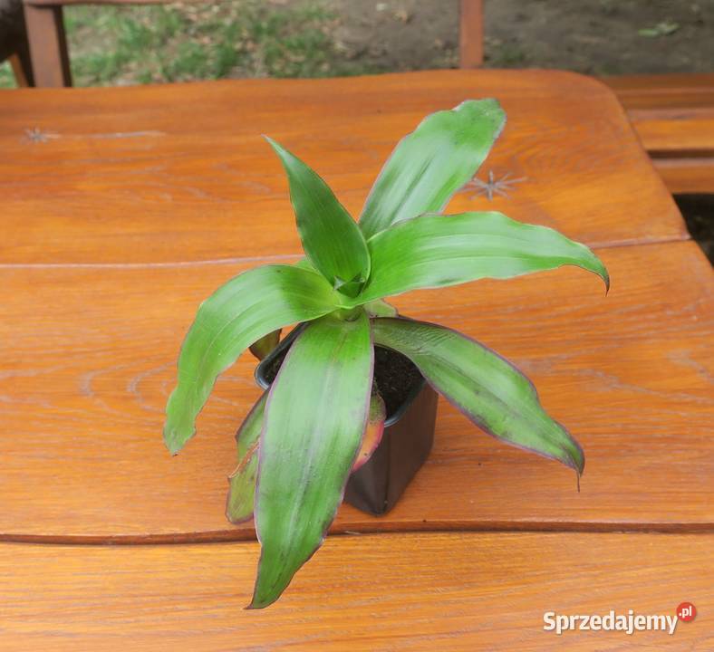 Złoty wąs Callisia Fragrans Pruszków sprzedam