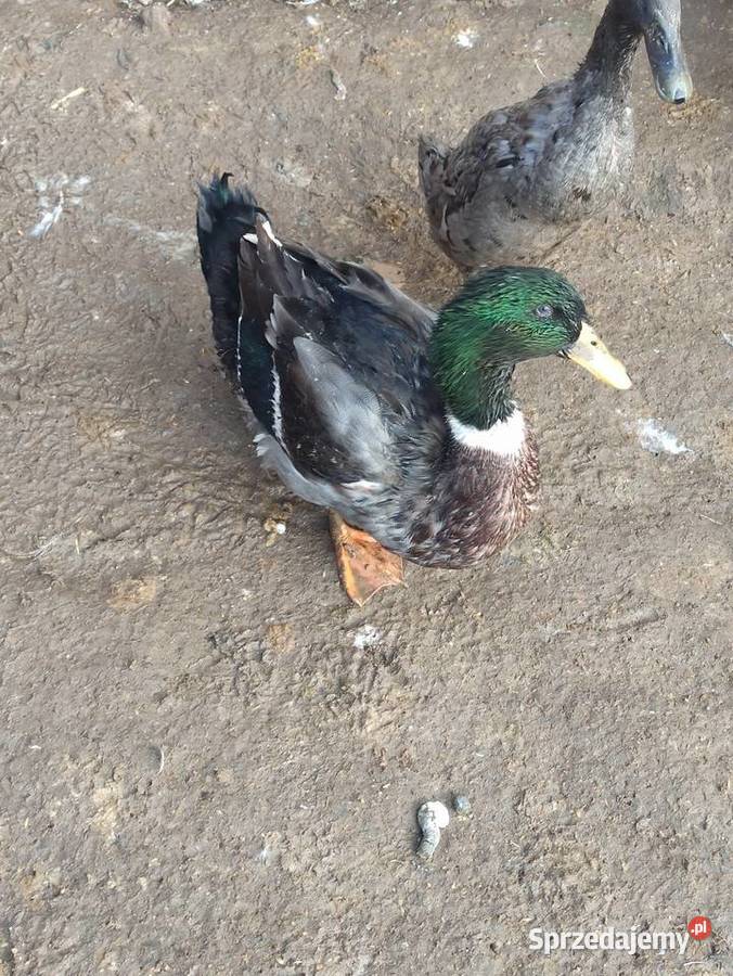 Kaczki i kaczory francuskiepiżmowe czekoladowe Krasnystaw sprzedam