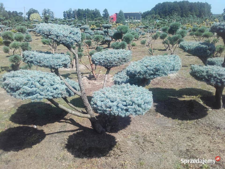 Drzewa Krzewy Rosliny Formowane Na Bonsai Tarnów