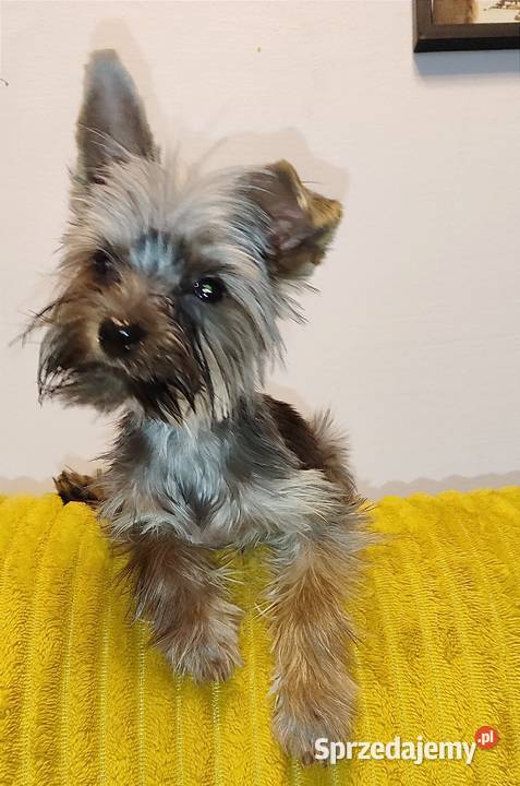 Yorkshire terrier chłopak Psary Małe