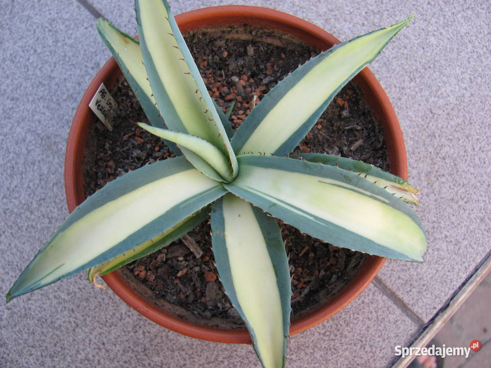 Unikatowa agawa kolekcjonerska Agave guiengola