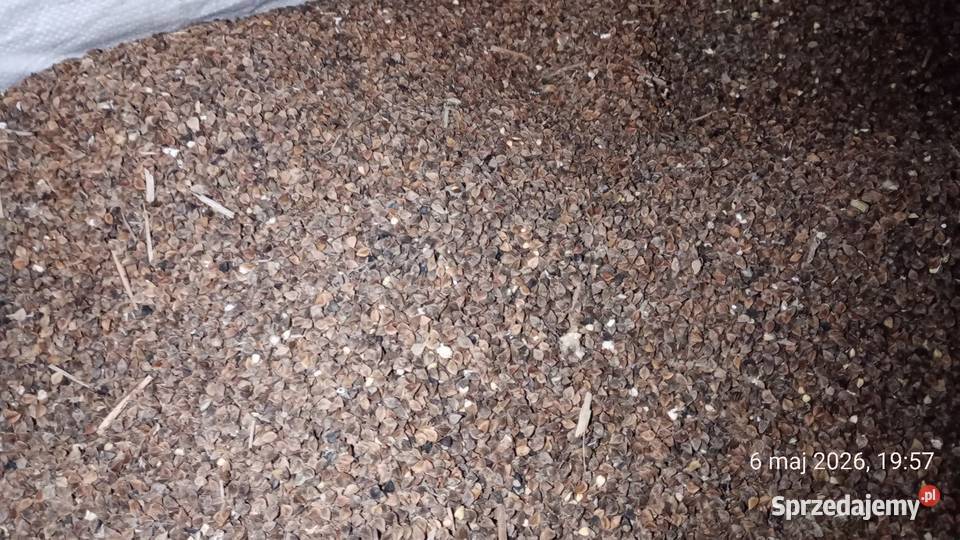 Gryka Kora sucha czyszczona Zboża Zamość sprzedam
