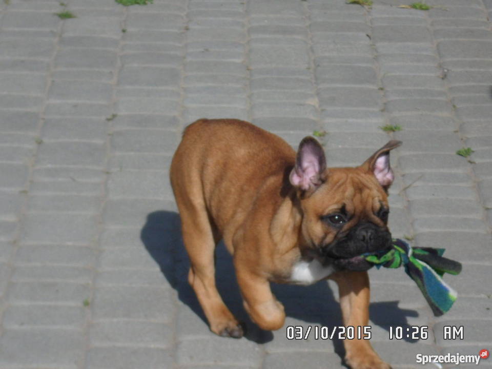 Buldog Buldożek Francuski rod FCI ZKwP Psy Świdnik