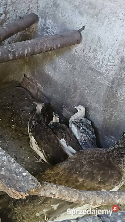 Zmienia wolierke papugi wielkopolskie Leszno