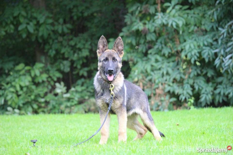 Owczarek Niemiecki krótkowłosy Konin