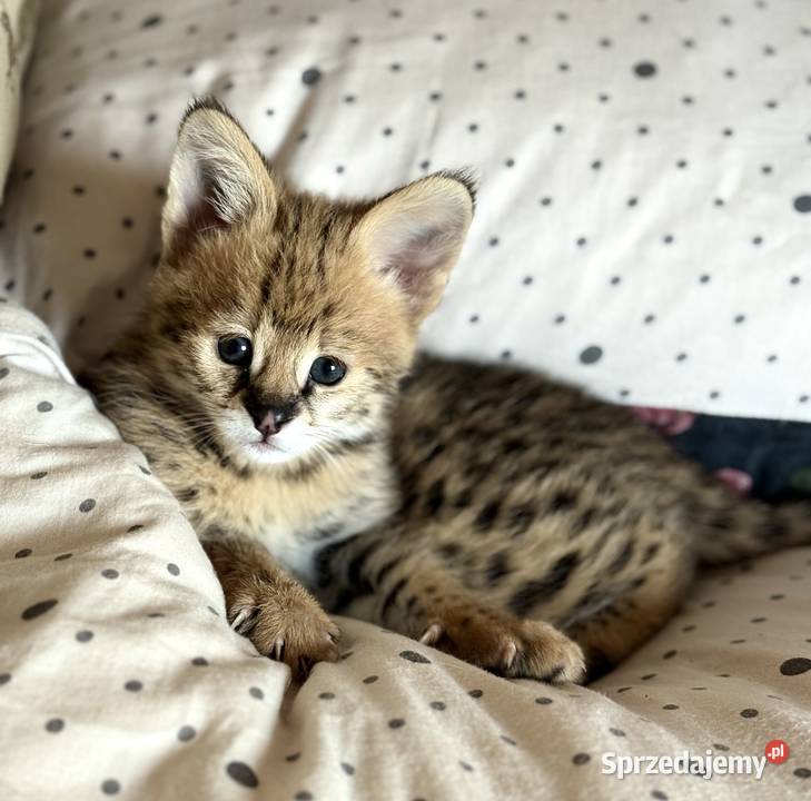 Serwal Afrykański Serval karmiony butelką śląskie