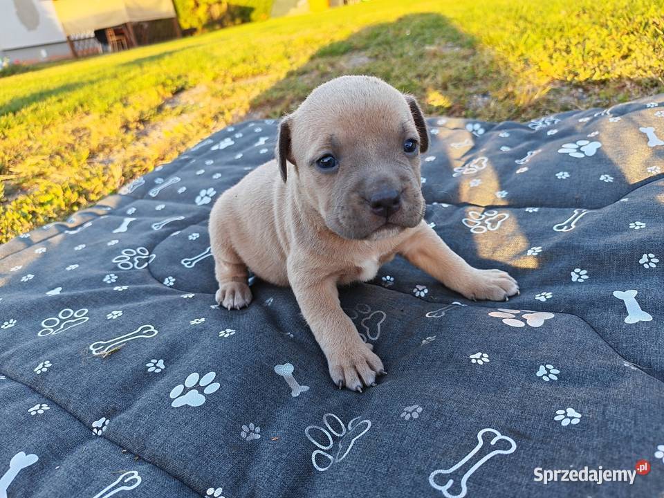 Szczeniak Amstaff Chełm