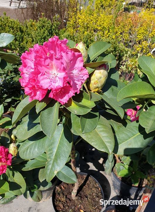 Katapla Nana Surmia kulka korona 5letnia Dom i Ogród Pabianice