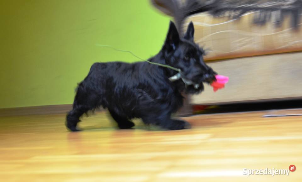 Terrier Szkocki rasowa suczka 4mce rodziny ZKwP Mińsk Mazowiecki