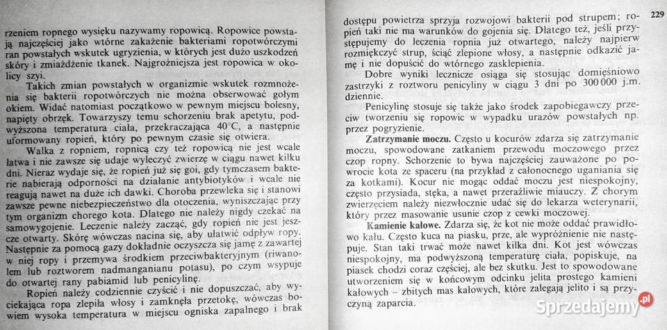 Koty Aleksandra KonarskaSzubska Pozostałe Chełm