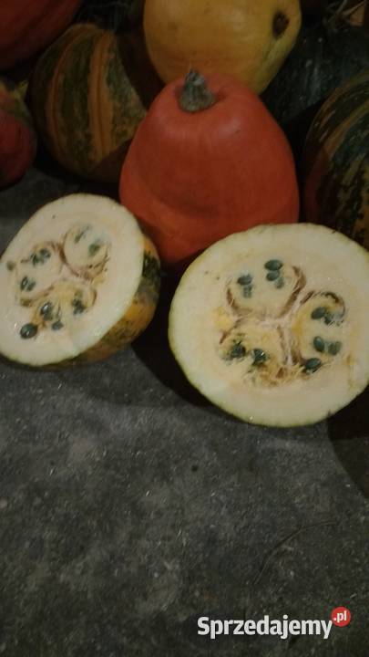 dynia ekologiczna Dziadowa Kłoda