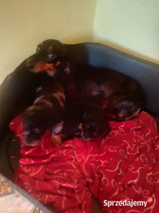 Jamniki krótkowłose i długowłose miniaturowe Jamnik Baranów